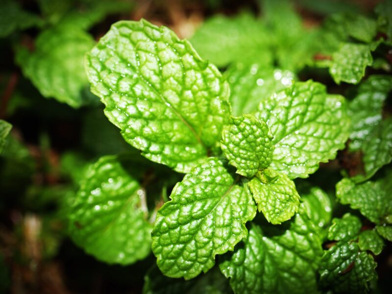 image - Peppermint