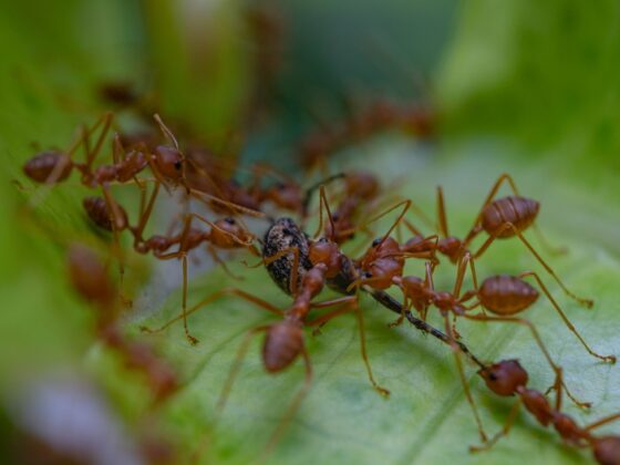 featured image - Say Goodbye to Fire Ants with this Essential Oil Hack