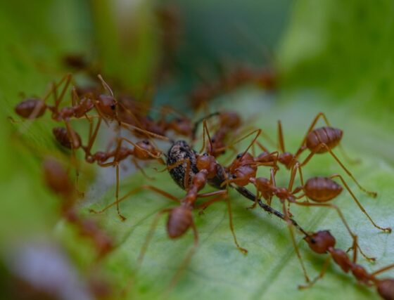 featured image - Say Goodbye to Fire Ants with this Essential Oil Hack