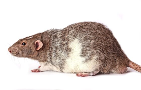 featured image - How to Detect a Rat Infestation in Your Home