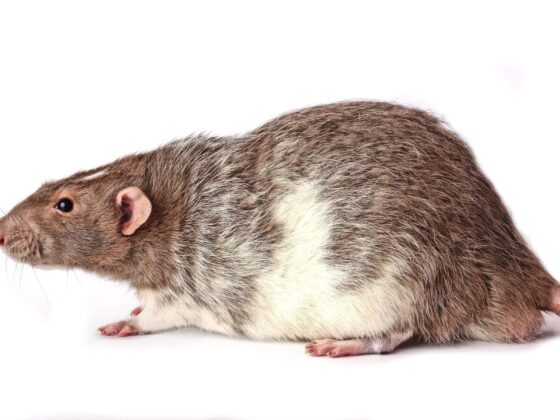 featured image - How to Detect a Rat Infestation in Your Home