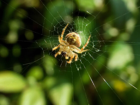 featured image - Does Lemon Oil Really Repel Spiders? The Truth Revealed!