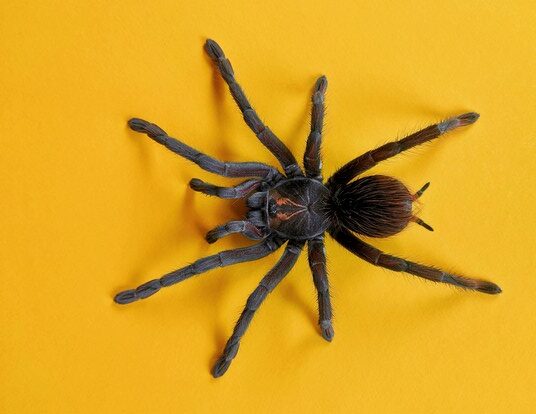 featured image - Can Spiders Cause Any Illness or Health Problems?