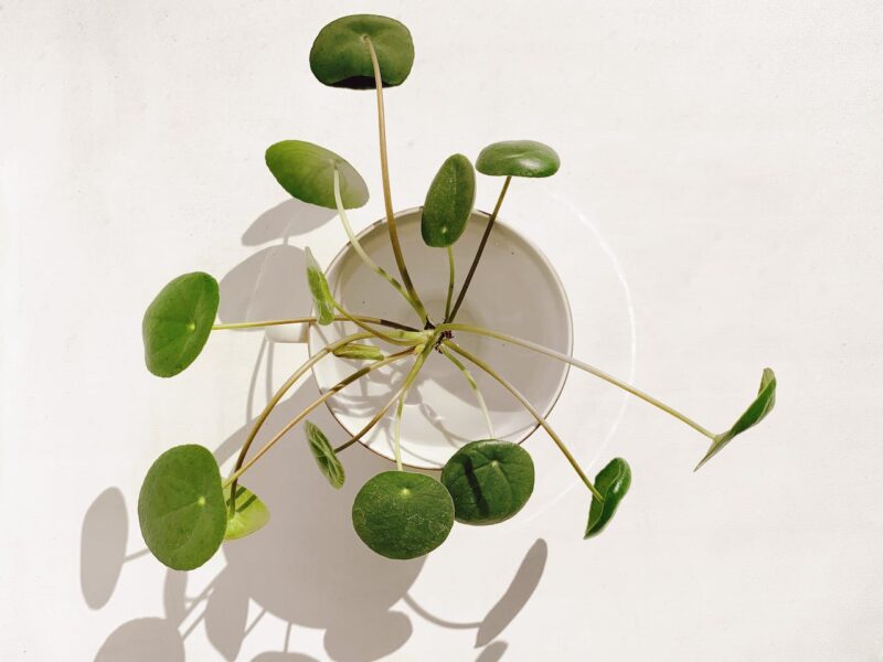 image - Chinese Money Plant (Pilea peperomioides)