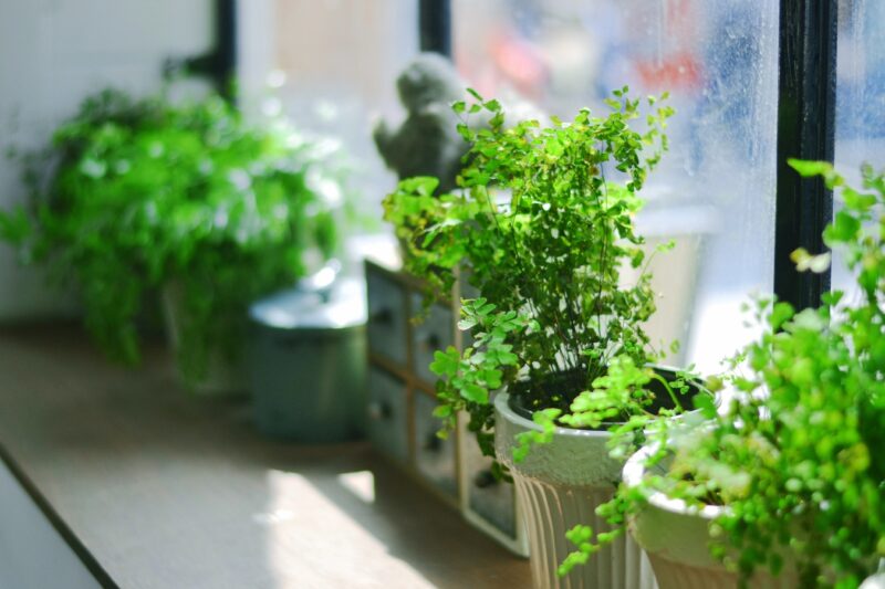 image - Indoor and Outdoor Plants