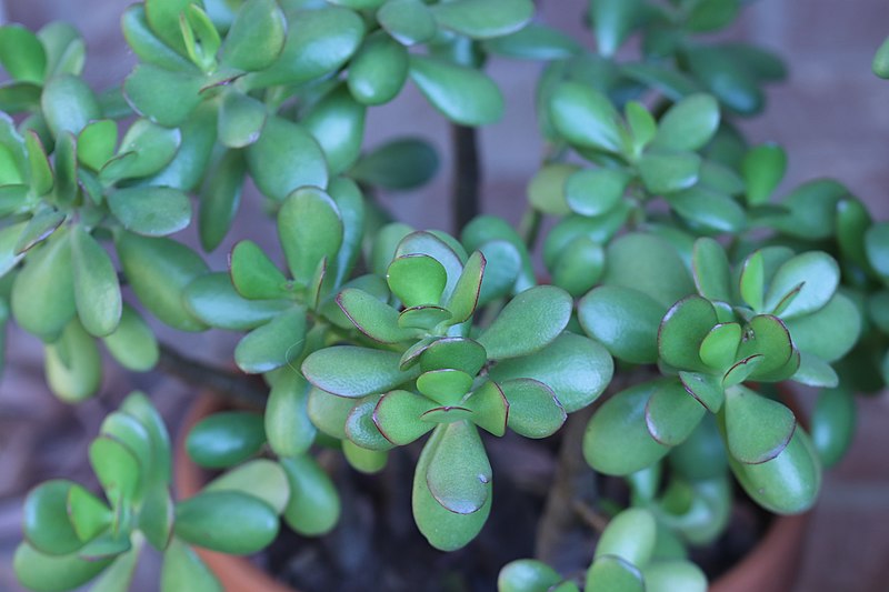 image - Jade Plant (Crassula ovata)