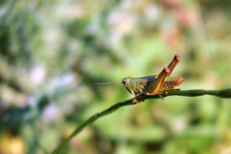 image - Locust Invasion