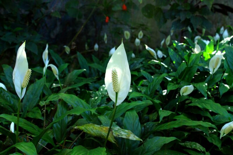 image - Peace Lily (Spathiphyllum)