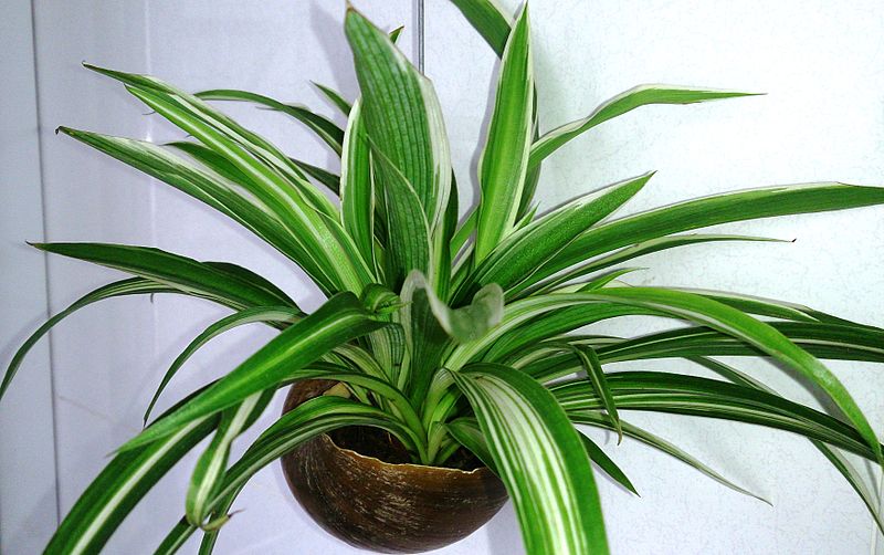 image - Spider Plant (Chlorophytum comosum)