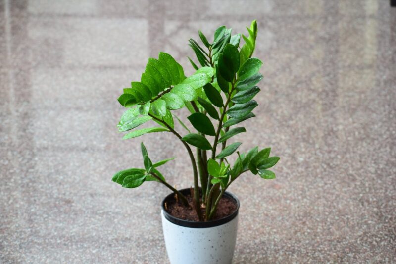 image - ZZ Plant (Zamioculcas zamiifolia)