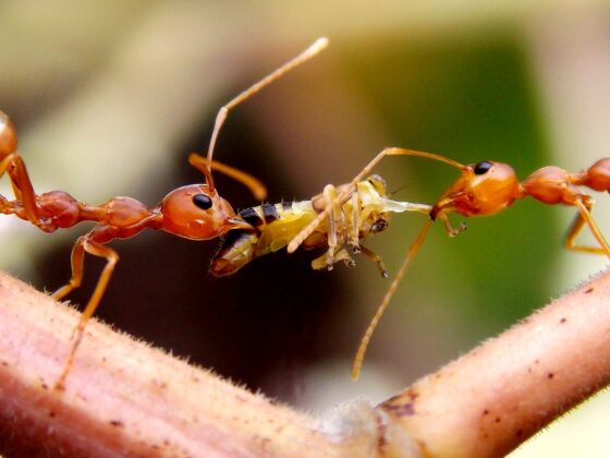 featured image - Ant Invasion? Here's How to Banish Them from Your Kitchen without Chemicals