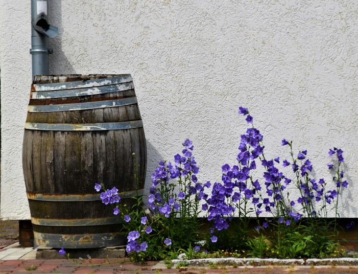 featured image - How to Install and Maintain a Rain Barrel for Your Garden