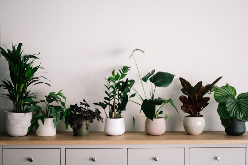 featured image - What is the Difference Between Indoor and Outdoor Plants?