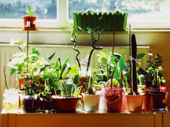 featured image - The Benefits of Having Houseplants in Your Living Space