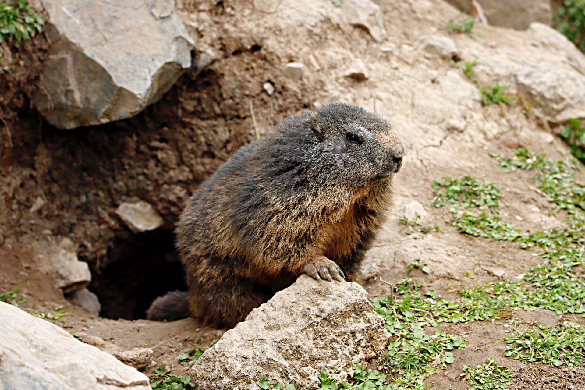 Protecting Your Garden from Groundhogs: Tips and Tricks