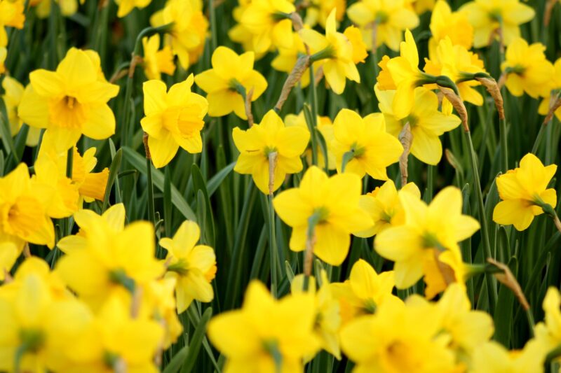 image - Daffodils