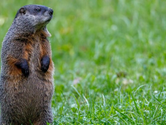 featured image - Protecting Your Garden from Groundhogs: Tips and Tricks