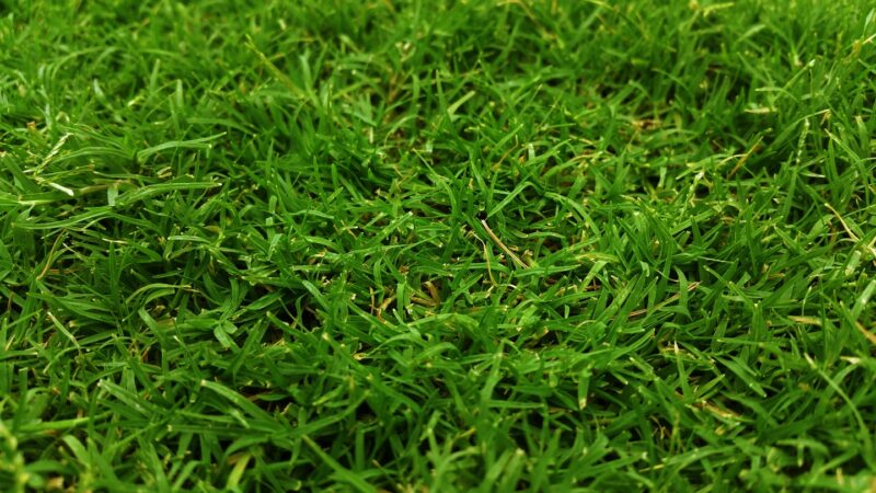 image - Choose the Right Grass Type for Your Lawn