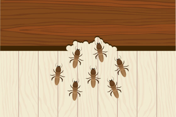 featured image - The Ultimate Guide to Getting Rid of Termites: Protecting Your Wooden Treasures