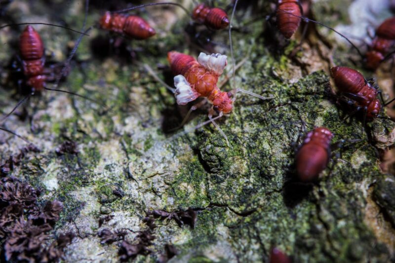 image - Termites