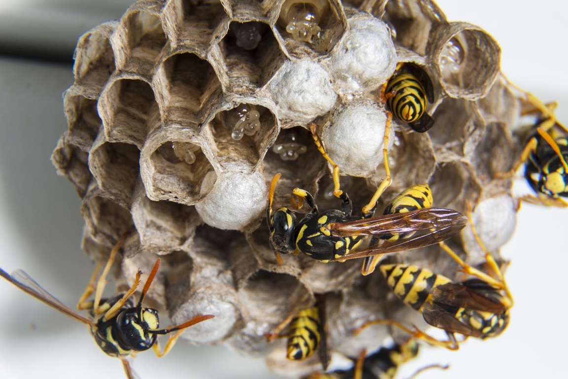 featured image - A Guide to Handling Wasps